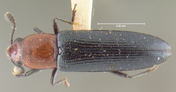 Media type: image;   Entomology 24491 Aspect: habitus dorsal view